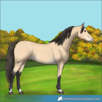 Horse Color:Buckskin