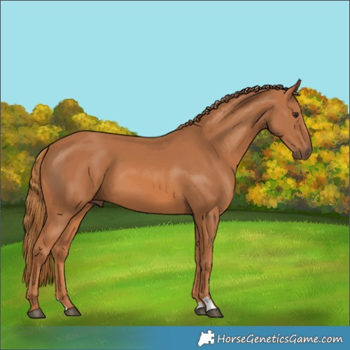 Horse Color:Chestnut 
