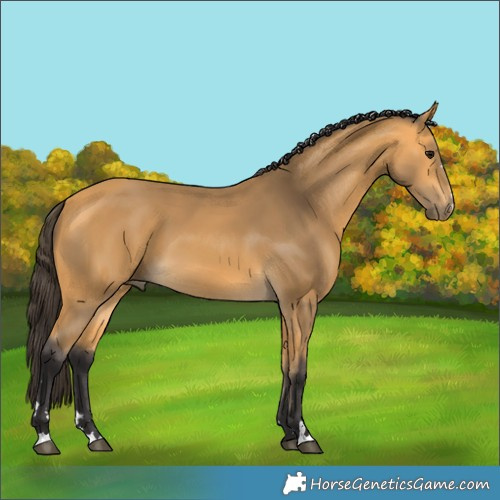 Horse Color:Buckskin