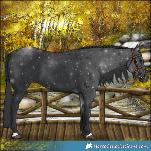 Horse Color:Black 