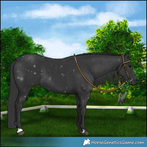 Horse Color:Black 