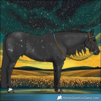 Horse Color:Black 