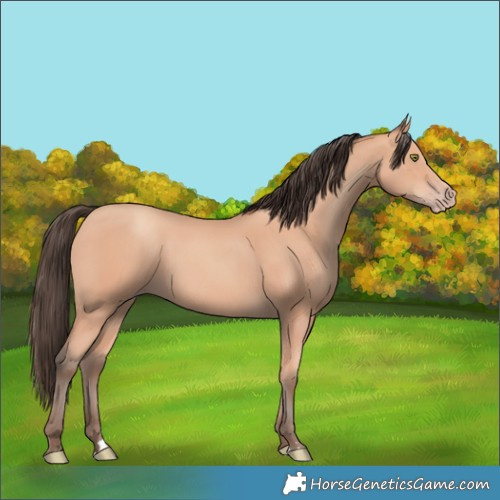 Horse Color:Amber Champagne 