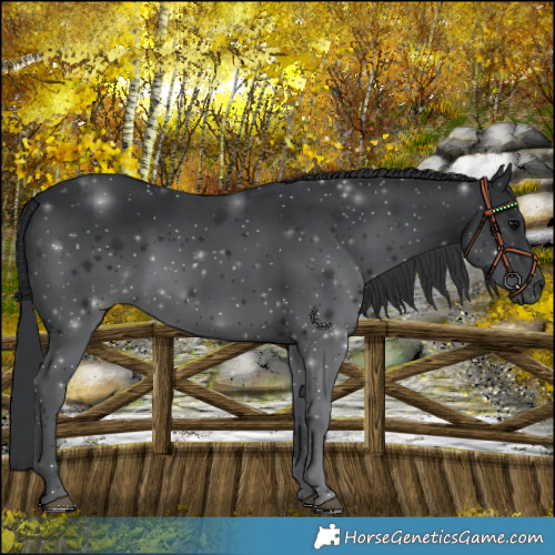 Horse Color:Black 