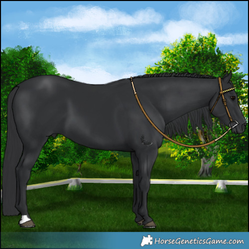 Horse Color:Black 