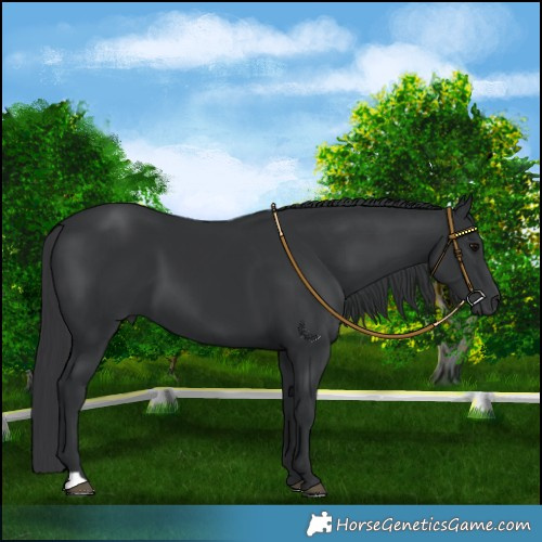 Horse Color:Black 