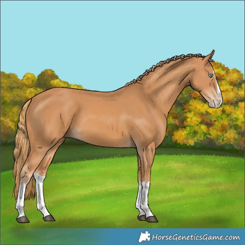 Horse Color:Chestnut Splash 
