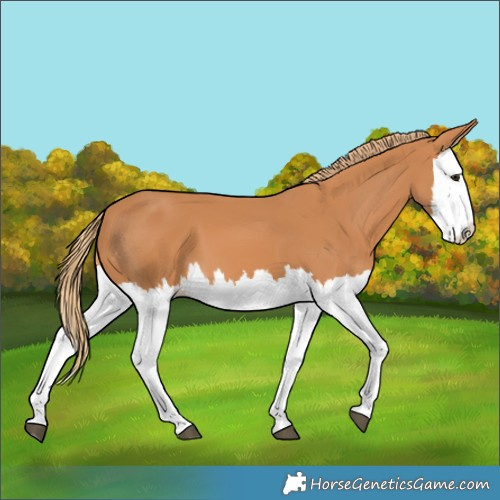 Horse Color:Chestnut Splash 