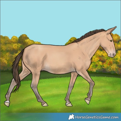 Horse Color:Amber Champagne 