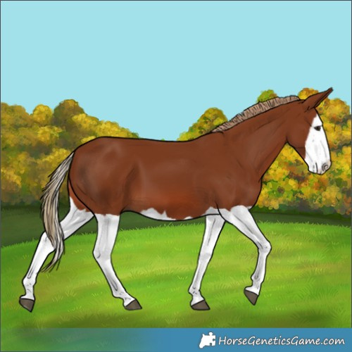 Horse Color:Chestnut Splash 