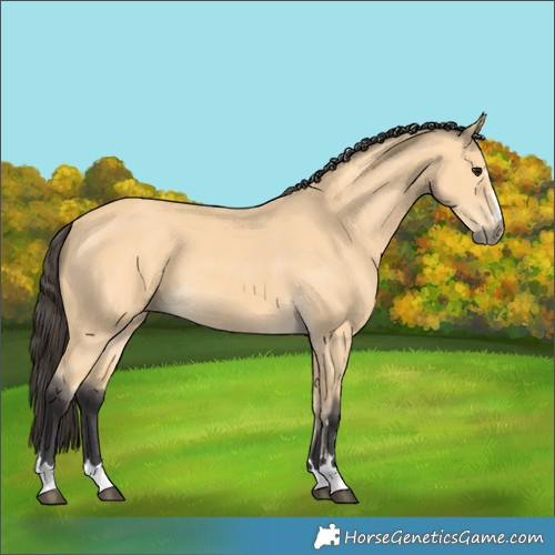 Horse Color:Buckskin 