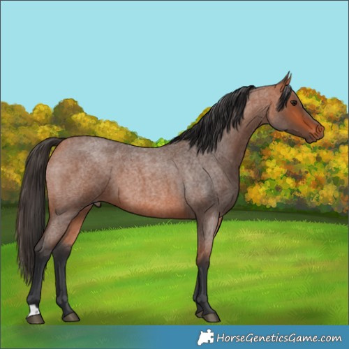 Horse Color:Bay Roan