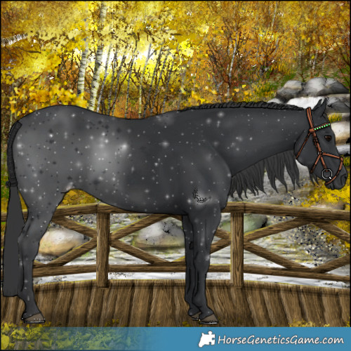 Horse Color:Black 