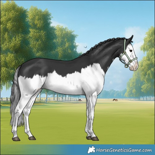 Horse Color:Black Splash 