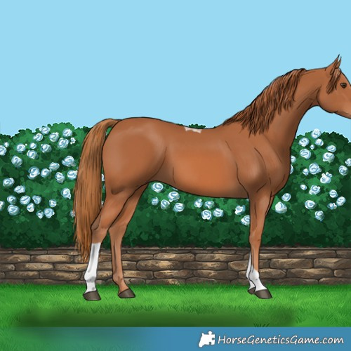 Horse Color:Chestnut Tobiano