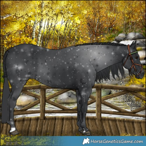 Horse Color:Black 