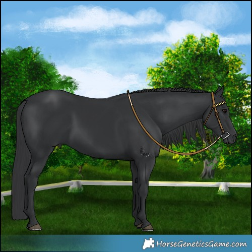 Horse Color:Black 