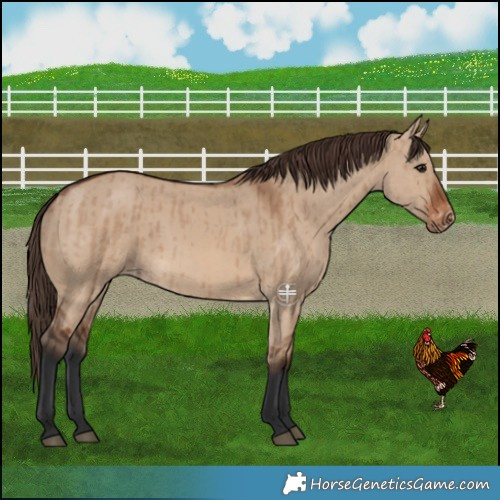Horse Color:Brown Dun Varnish Brindle