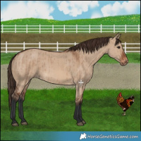 Horse Color:Brown Dun Appaloosa Brindle