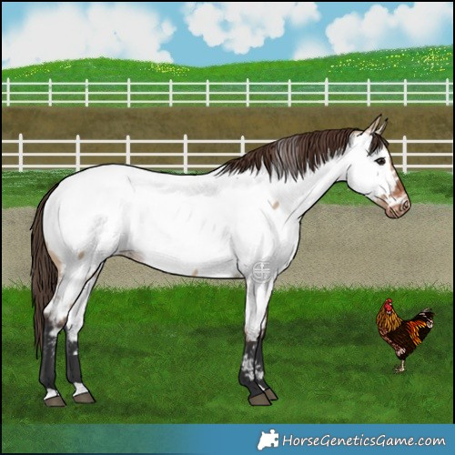 Horse Color:Brown Dun Appaloosa