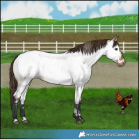 Horse Color:Brown Dun Appaloosa 
