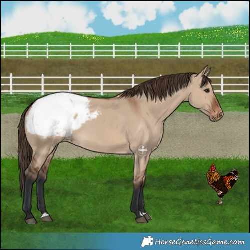 Horse Color:Brown Dun Snowcap