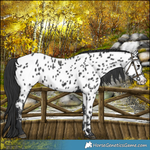 Horse Color:Black Near Leopard Rabicano