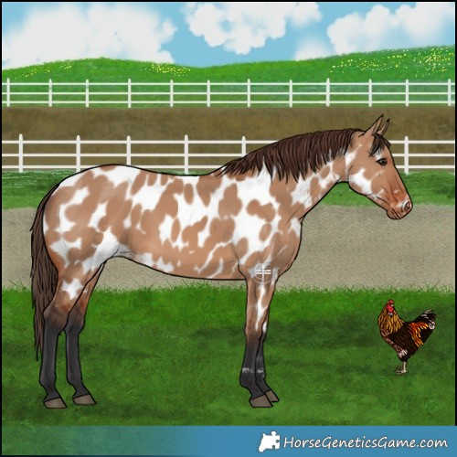 Horse Color:Bay Dun Near Leopard