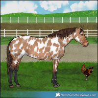 Horse Color:Bay Dun Near Leopard 