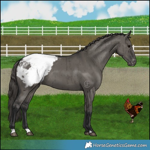 Horse Color:Grullo Snowcap Brindle 
