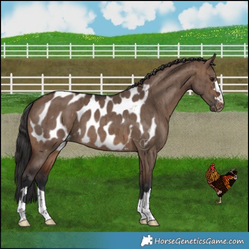 Horse Color:Brown Dun Near Leopard Brindle