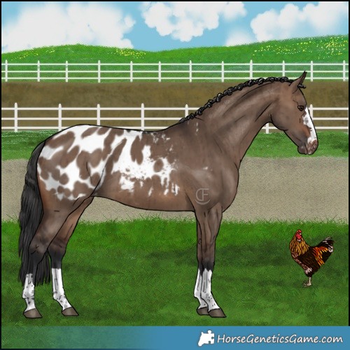 Horse Color:Brown Dun Blanket Brindle