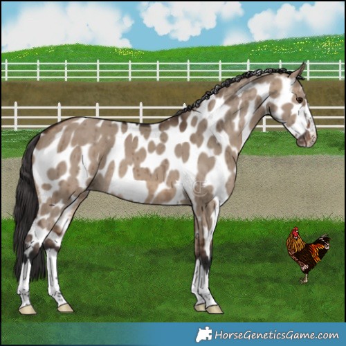 Horse Color:Brown Dun Leopard Brindle