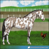 Horse Color:Brown Dun Appaloosa Brindle 