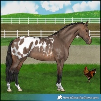 Horse Color:Brown Dun Appaloosa Brindle
