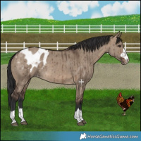 Horse Color:Brown Dun Appaloosa Brindle 