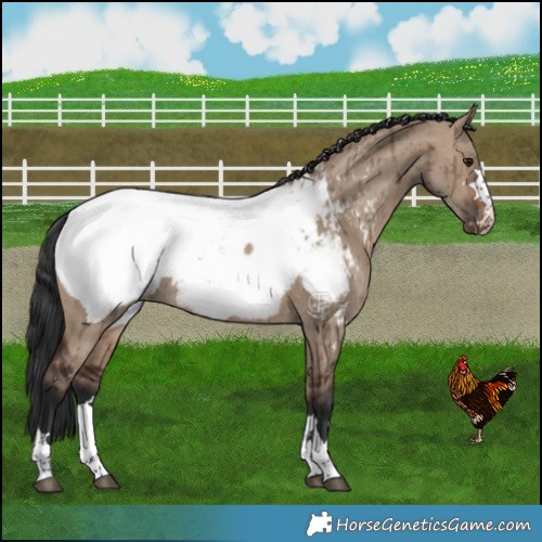 Horse Color:Brown Dun Appaloosa Brindle 