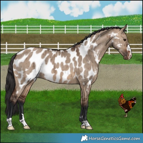 Horse Color:Brown Dun Appaloosa Brindle 