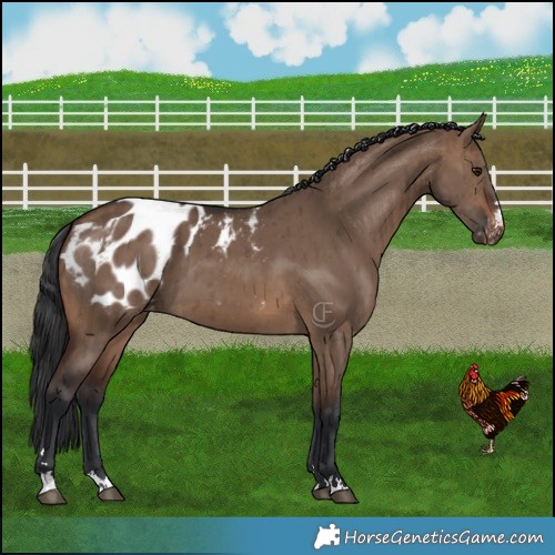 Horse Color:Brown Dun Appaloosa Brindle