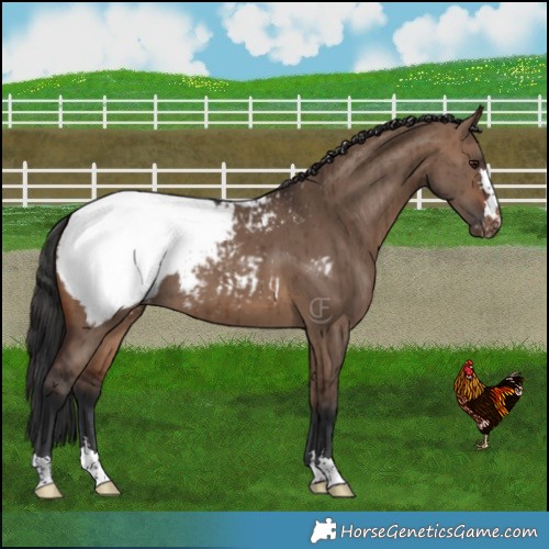 Horse Color:Brown Dun Appaloosa Brindle