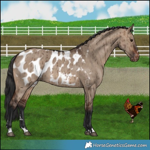 Horse Color:Brown Dun Appaloosa Brindle