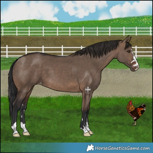 Horse Color:Brown Dun Appaloosa 