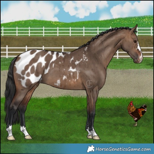 Horse Color:Brown Dun Appaloosa Brindle