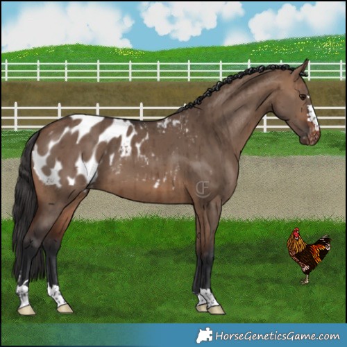 Horse Color:Brown Dun Appaloosa Brindle