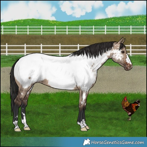 Horse Color:Brown Dun Near Fewspot Brindle 