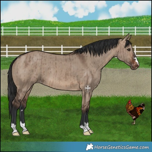 Horse Color:Brown Dun Appaloosa Brindle