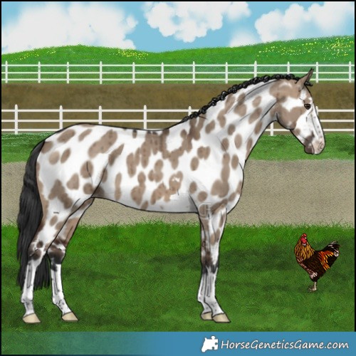 Horse Color:Brown Dun Appaloosa Brindle