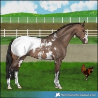 Horse Color:Brown Dun Appaloosa Brindle