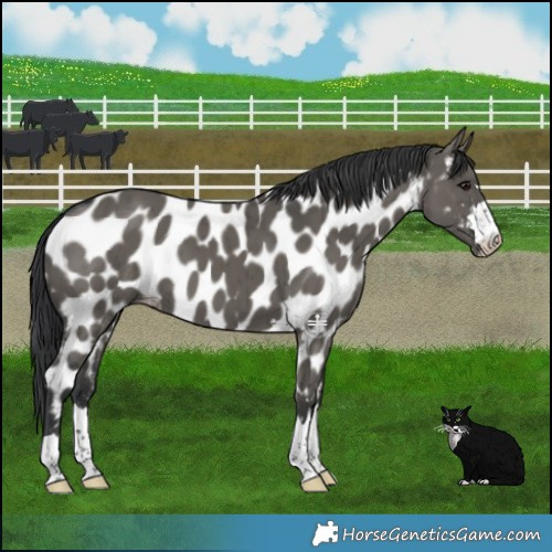 Horse Color:Grullo Appaloosa Brindle