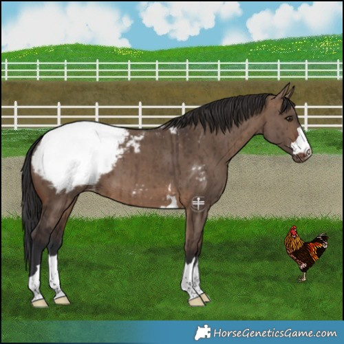 Horse Color:Brown Dun Appaloosa Brindle